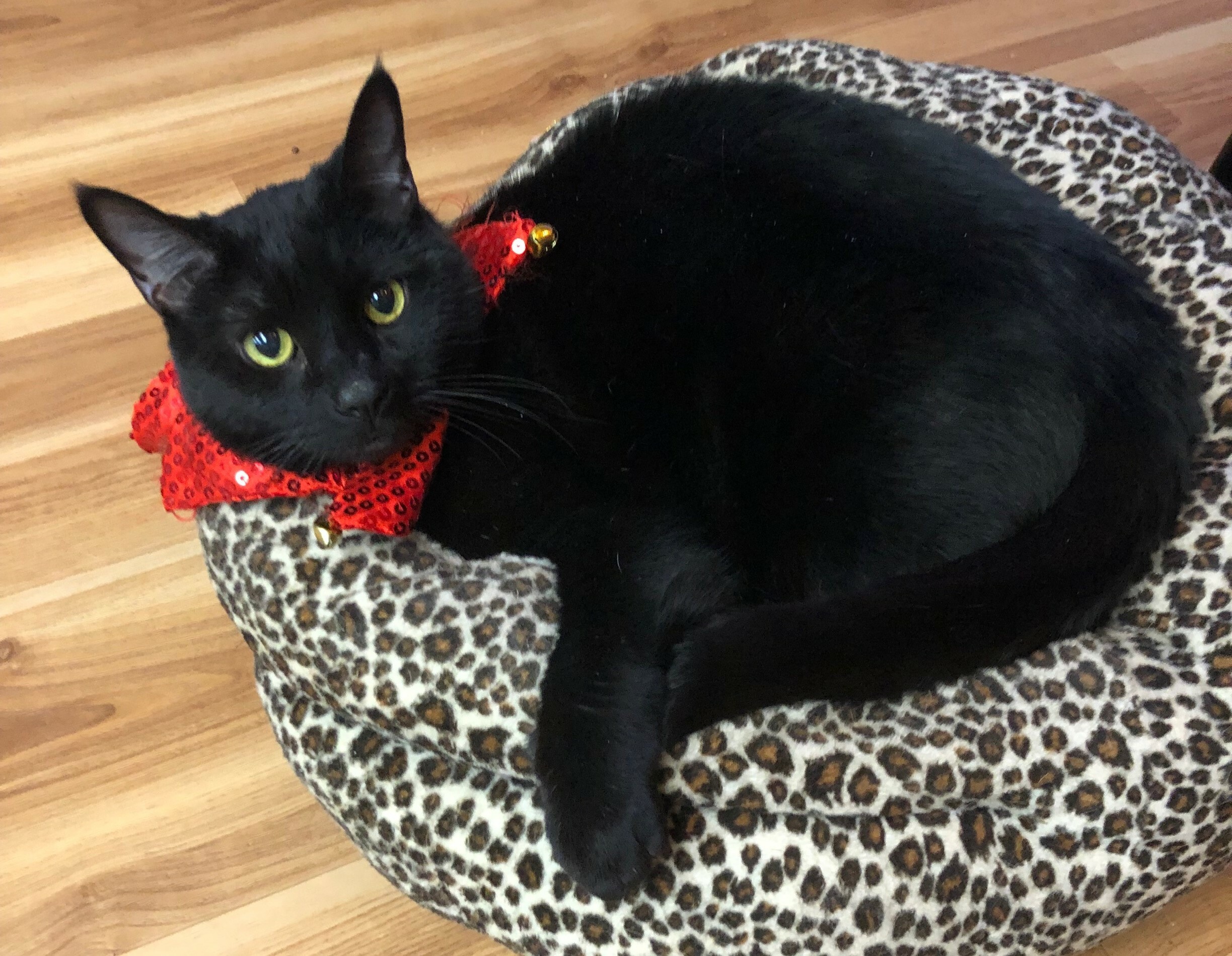 Dane County Humane Society  New Year, New Cat Weight Resolutions