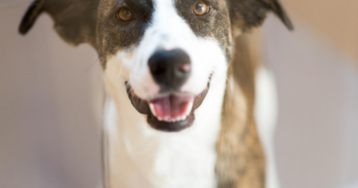 Dane County Humane Society | Pets for Life Pet Food Pantry