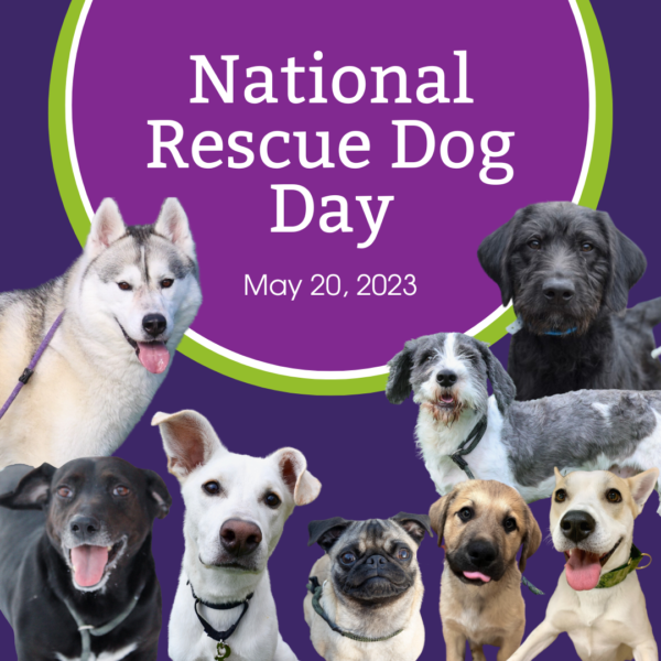 Dane County Humane Society National Rescue Dog Day