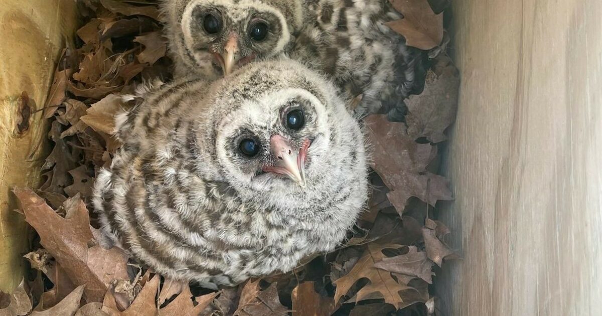 Dane County Humane Society | Raptor Reuniting: Baby Barred Owls